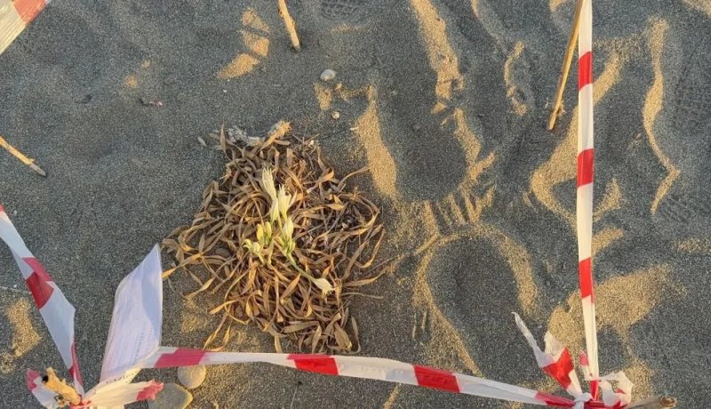 Sahillerde Kum Zambaklarını Koparana 557 Bin Tl Ceza