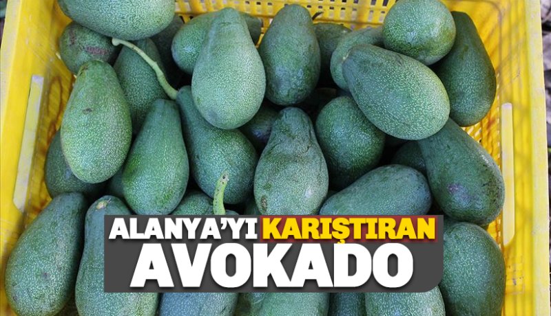 Alanya'yı karıştıran Avokado!