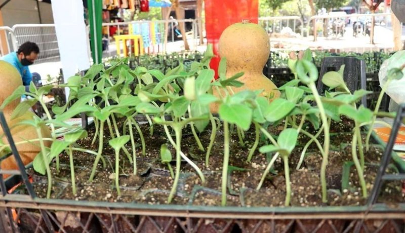 Alanya Cuma Pazarı'nda yarın ücretsiz su kabağı ve lif fidesi dağıtımı dağıtılacak