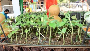 Alanya Cuma Pazarı'nda yarın ücretsiz su kabağı ve lif fidesi dağıtımı dağıtılacak