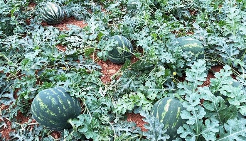 Antalya'da Erkenci Karpuz Tezgahlarda Yerini Aldı